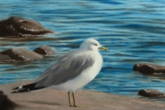 Single Seagull