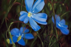 Blue-Flax-Flowers