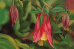 Columbine