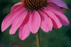 Coneflower-2