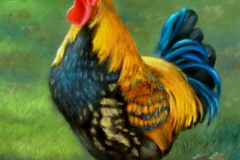Fancy Rooster