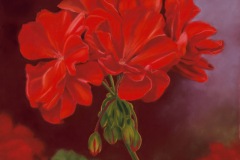 Geranium