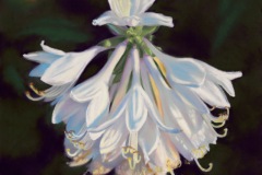 Ruffles