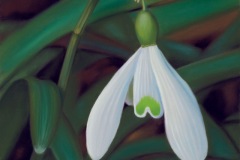 Snowdrops