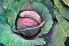 Red Cabbage