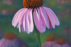 Coneflower