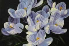 Crocuses