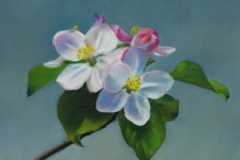 Apple Blossoms I