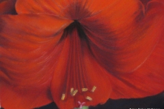 Amaryllis