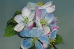 Apple Blossoms II
