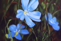 Blue-Flax-Flowers
