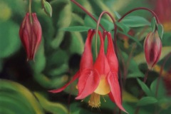 Columbine