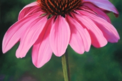 Coneflower-II