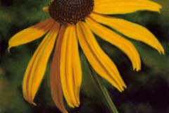 Rudbeckia