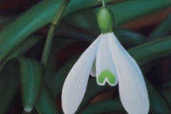 Snowdrop